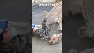 Снежный Барс,Ирбис 🐆