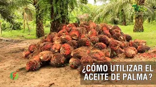 Cómo utilizar el aceite de palma - TvAgro por Juan Gonzalo Angel Restrepo