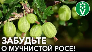 МУЧНИСТАЯ РОСА НА КРЫЖОВНИКЕ И СМОРОДИНЕ ИСЧЕЗНЕТ, если сделать так!