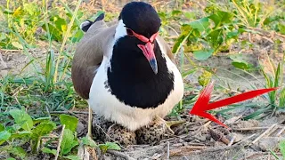 Red Wattled Lapwing Bird Sleeping on Eggs
