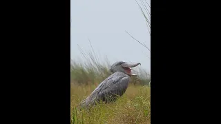 SHOEBILL: Is It Yawning? Why Is It Exposing Its Glottis?  Care To Share Info On This?