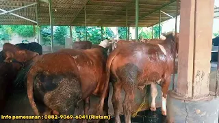 Stok Sapi Qurban maret 2024 (ada promo beli 1 gratis 1)