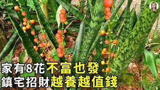 家有8花不富也發，養1盆在客廳，鎮宅招財越養越值錢|花花世界