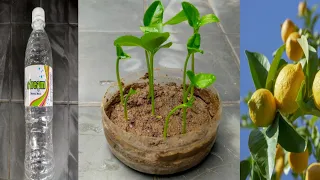 How to grow Lemon tree || Lemon plant from seeds || 100% cucess