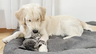 Poor Golden Retriever Attacked by Tiny Kitten (So Funny!!)