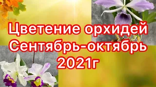 Цветение моих орхидей сентябрь - октябрь 2021г часть 1