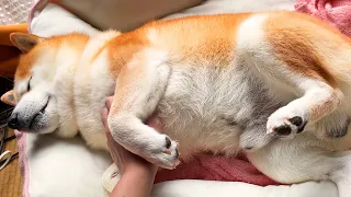 柴犬「zzz...」後ろ足「うおおおおおお!!!」