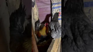 Уж я к ней и так и эдак - со словами и без слов😍🐓🥚