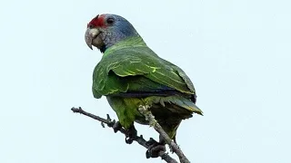 AVES ENDÊMICAS NOS BIOMAS BRASILEIROS