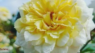 Цветочный Калейдоскоп 25 🌼 Дыхание цветов