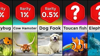 Rarest Animals Probability Comparison! pt.4