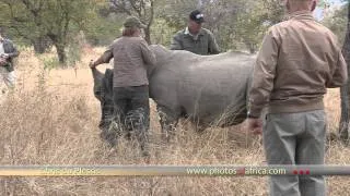 Rhino De-horning, Hoedspruit HD - South Africa Travel Channel 24 - Wildlife