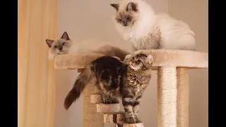 3 new Kittens meet 2 resident Cats