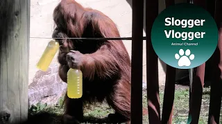 Two Bottles And A Baby For This Orangutan Mother