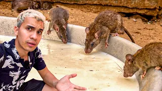 I met the SACRED TEMPLE of the RATS in India