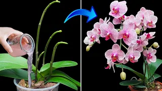 You Must Be Amazed Because This Miracle Helps Propagate Orchids From Flower Twigs Extremely Fast