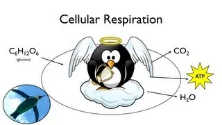 Cellular Respiration:  What Food is For