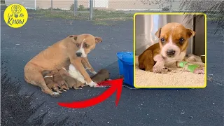 Mama Abandoned In a Parking Lot With 9 Newborn Puppies, Gets Another Chance In Life