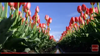 TULIP FLOWERS 🌷🌷🌷🌷 Relaxing Music for Calm, Stress Relief, Meditation