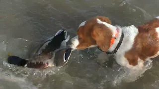 за водоплавающими гуськом