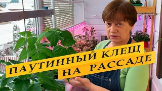 Паутинный клещ на рассаде