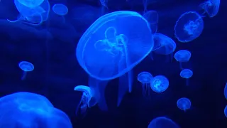 Jellyfish with relaxing music - 3 hours - HD 🌊