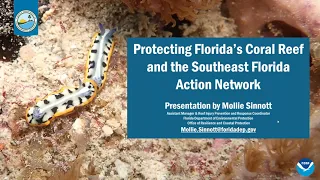 Florida's Coral Reef Webinar Series: Protecting Florida's Coral Reef and SEAFAN