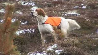 English setter hunting ptarmigan rype goose grouse. Caccia setter inglese setteringlese.