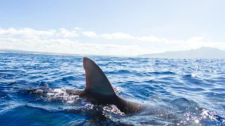 Learn about the White Shark Café with Dr. Jean Kenyon