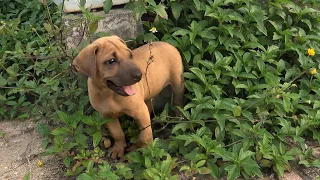 I found this dog that was living on the streets ❤️ Adorable street puppy