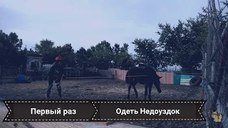 Поймать и одеть недоуздок на дикую ЛОШАДЬ ✅