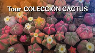 IMPRECIONANTE COLECCIÓN DE CACTUS DE UNO DE LOS PRIMEROS COLECCIONISTAS EN MEXICO /Thonatiu.