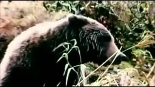 Grizzly Man Recut Trailer