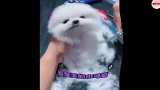 Funny and Cute Dog Pomeranian 😍#63