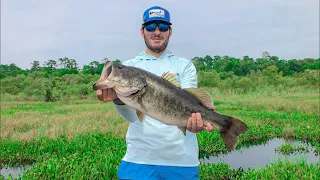 TOPWATER FROG on a BEAUTIFUL River (HILLSBOROUGH RIVER)