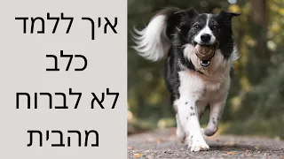 אילוף כלבים | איך ללמד כלב לא לברוח מהבית ? | איך לאלף גור כלבים ? | טל שלוש מאלף כלבים מומחה