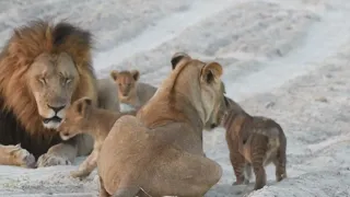 Tree climbing lions