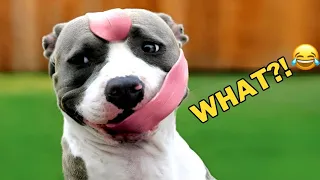 Funniest Cats And Dogs Videos 😁 Best Funny Animal Videos 2023 😅 Part 122