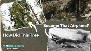 How Did Spruce Trees Fight the Nazis? | Mossback's Northwest