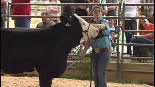 Jr. Beef Cattle Show - 2013 Williamson County Fair