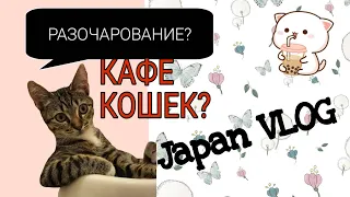 Япония VLOG / кафе кошек / Токио /