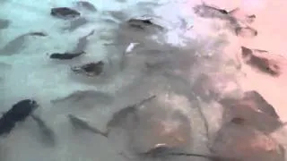 GIANT TREVALLY ATTACK MALDIVES  GT Fishing