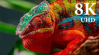 Wild Animals in 8K ULTRA HD - Collection of Animals III (60 FPS)