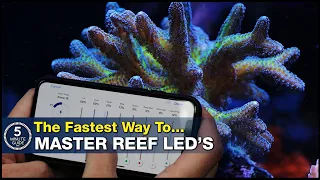 Quick Guide to Lighting Like a Pro.  A new concept in reef tank LED lighting.