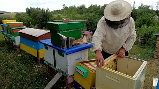 Як та для чого пересаджувати бджіл в новий вулик  Бджільництво
