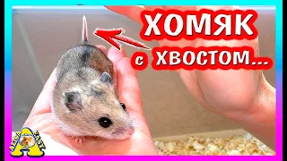 РУЧНОЙ Китайский ХОМЯЧОК / Китайские Хомки АММА и НИКИТОС / Alisa Easy Pets