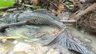 amazing fishing a fisherman skill catch fish a lots in field by best hand today