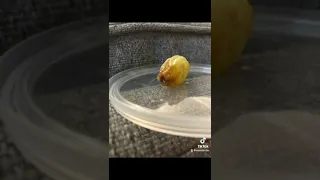 Grape to raisin 50 day Timelapse