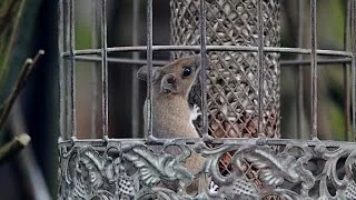 The squirrel proof feeder doesn't deter the Wood Mouse