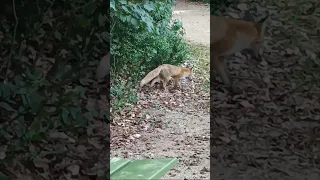 Fuchs kam aus dem Gebüsch /Fox came out of the bushes